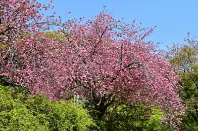 七沢観音寺のヤエザクラの写真