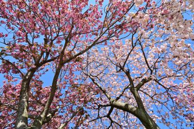 小鮎橋上流（小鮎川沿い）のヤエザクラの写真
