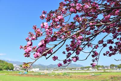 小鮎橋上流（小鮎川沿い）のヤエザクラの写真