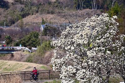 広町公園のモクレンの写真