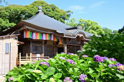 飯山観音長谷寺のアジサイの写真