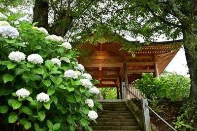 飯山観音長谷寺のアジサイの写真