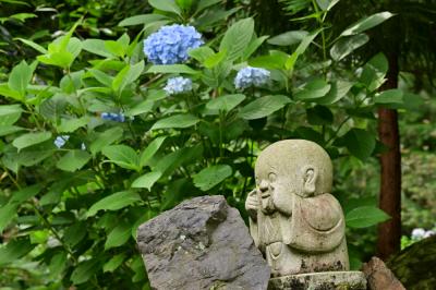 雲渓山常昌院のアジサイの写真