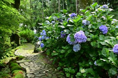 雲渓山常昌院のアジサイの写真