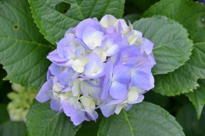 雲渓山常昌院のアジサイの写真