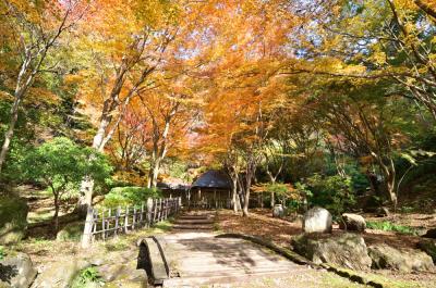 県立七沢森林公園の紅葉の写真