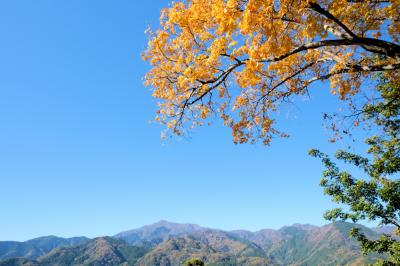 県立七沢森林公園の紅葉の写真