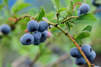 厚木農園のブルーベリー狩りの写真