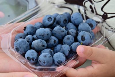 厚木農園のブルーベリー狩りの写真