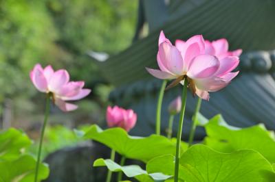 雲渓山常昌院の写真