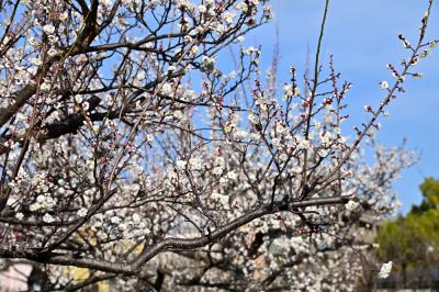 若宮公園の写真
