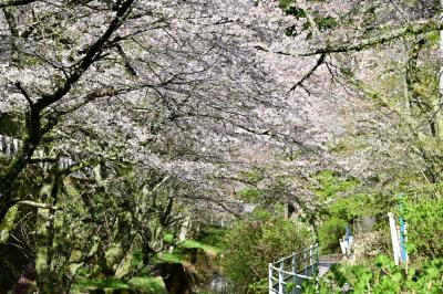 大門通りのサクラの写真