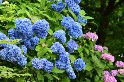 飯山観音長谷寺の写真