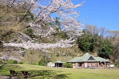県立七沢森林公園(さくらの園)の写真