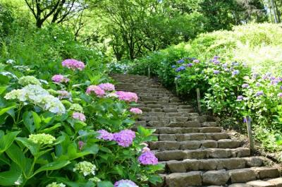 県立七沢森林公園(さくらの園)の写真