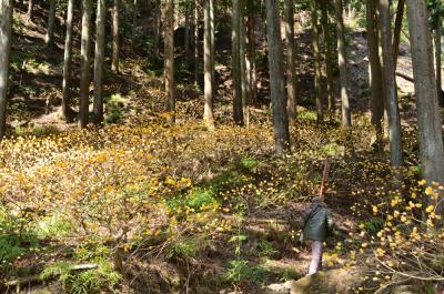 不動尻ミツマタ大群生地のミツマタの写真