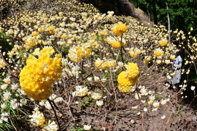 不動尻ミツマタ大群生地のミツマタの写真