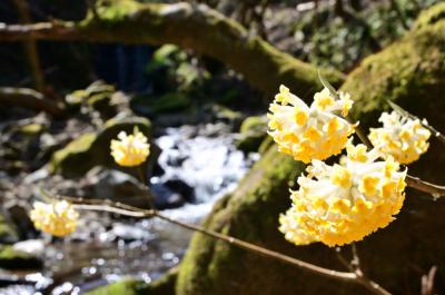 不動尻ミツマタ大群生地のミツマタの写真