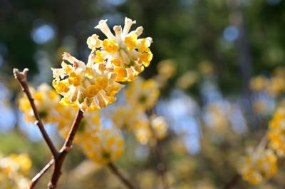 県立七沢森林公園(さくらの園)のミツマタの写真