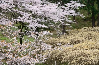 県立七沢森林公園(さくらの園)のミツマタの写真