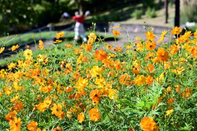荻野運動公園のコスモスの写真