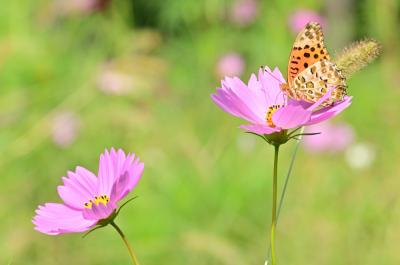 荻野運動公園のコスモスの写真
