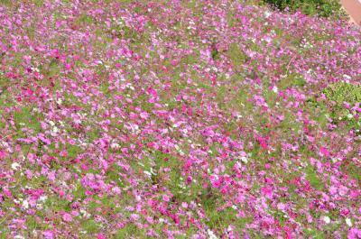 荻野運動公園のコスモスの写真