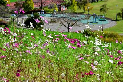 荻野運動公園のコスモスの写真