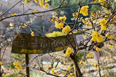 飯山ロウバイの丘のロウバイの写真