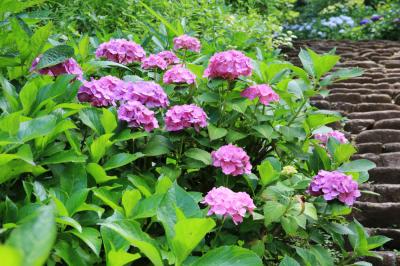県立七沢森林公園(さくらの園)のアジサイの写真
