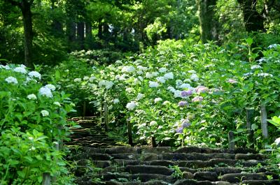 県立七沢森林公園(さくらの園)のアジサイの写真