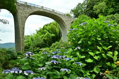 県立七沢森林公園森のかけはし周辺のアジサイの写真