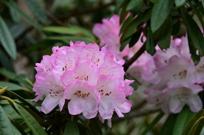 県立七沢森林公園のシャクナゲの写真