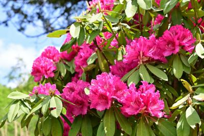 県立七沢森林公園のシャクナゲの写真
