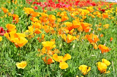 飯山花の里のポピーの写真