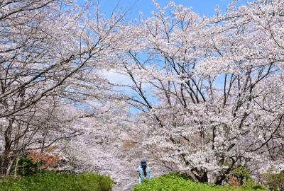 あつぎつつじの丘公園のサクラの写真