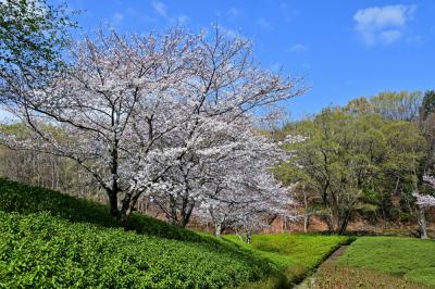 あつぎつつじの丘公園のサクラの写真