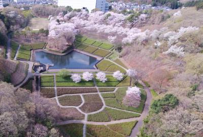 あつぎつつじの丘公園のサクラの写真