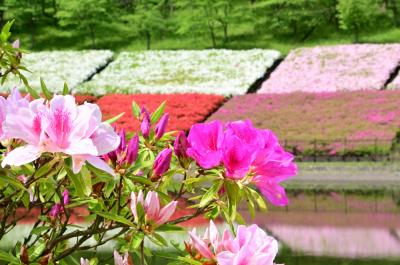 あつぎつつじの丘公園のツツジの写真