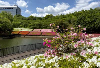 あつぎつつじの丘公園のツツジの写真