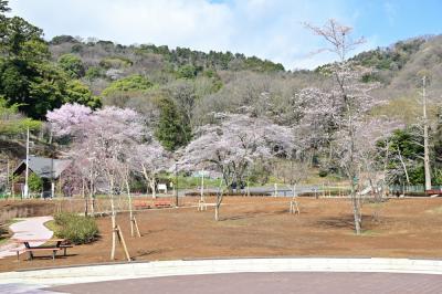 飯山白山森林公園の桜の広場の写真