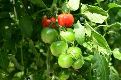 厚木農園の写真