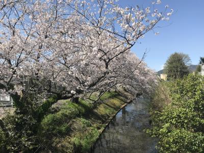 大慈寺そぼのサクラの写真