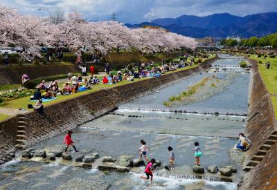 水無川沿いの桜の写真