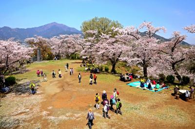 権現山山頂の桜の写真