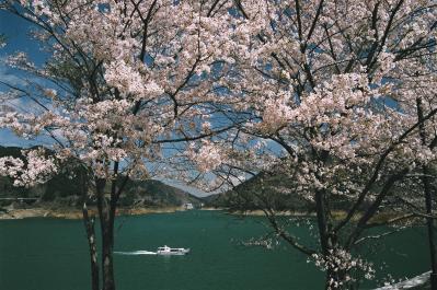 宮ヶ瀬湖とサクラの写真