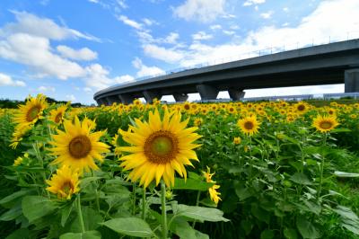フラワーパーク下依知のヒマワリの写真