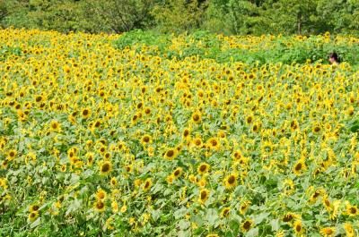 フラワーパーク下依知のヒマワリの写真