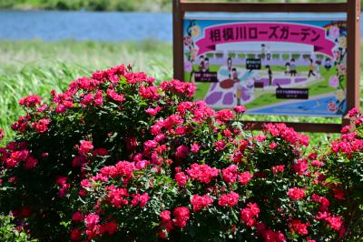 相模川ローズガーデンのバラの写真