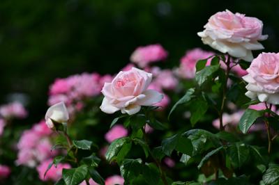 相模川ローズガーデンのバラの写真